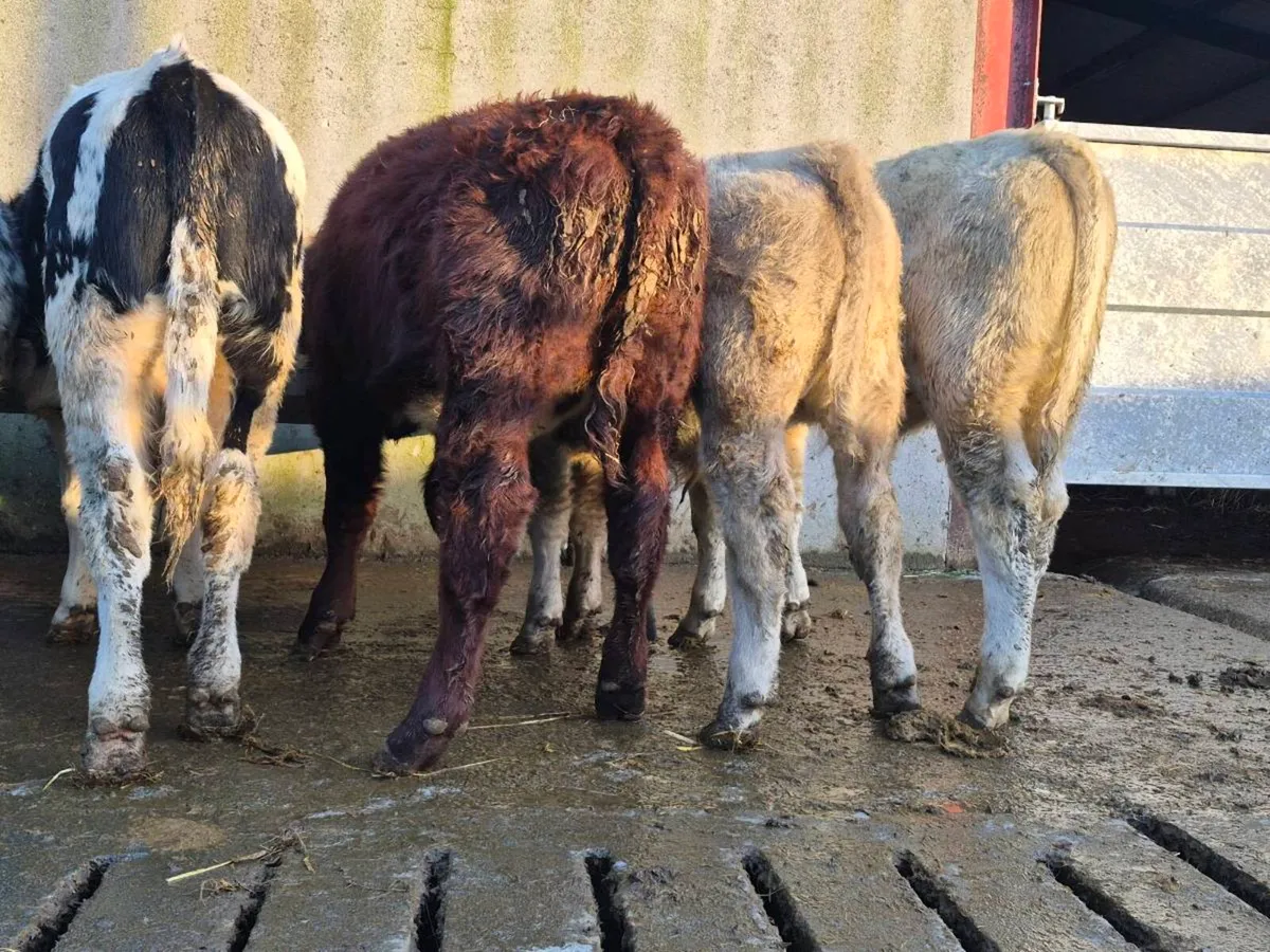 5 Super Bull Weanlings - Image 3