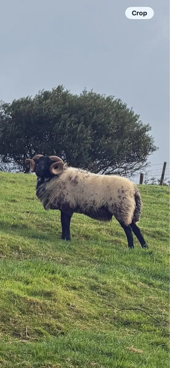 Hog ram for sale - Image 2