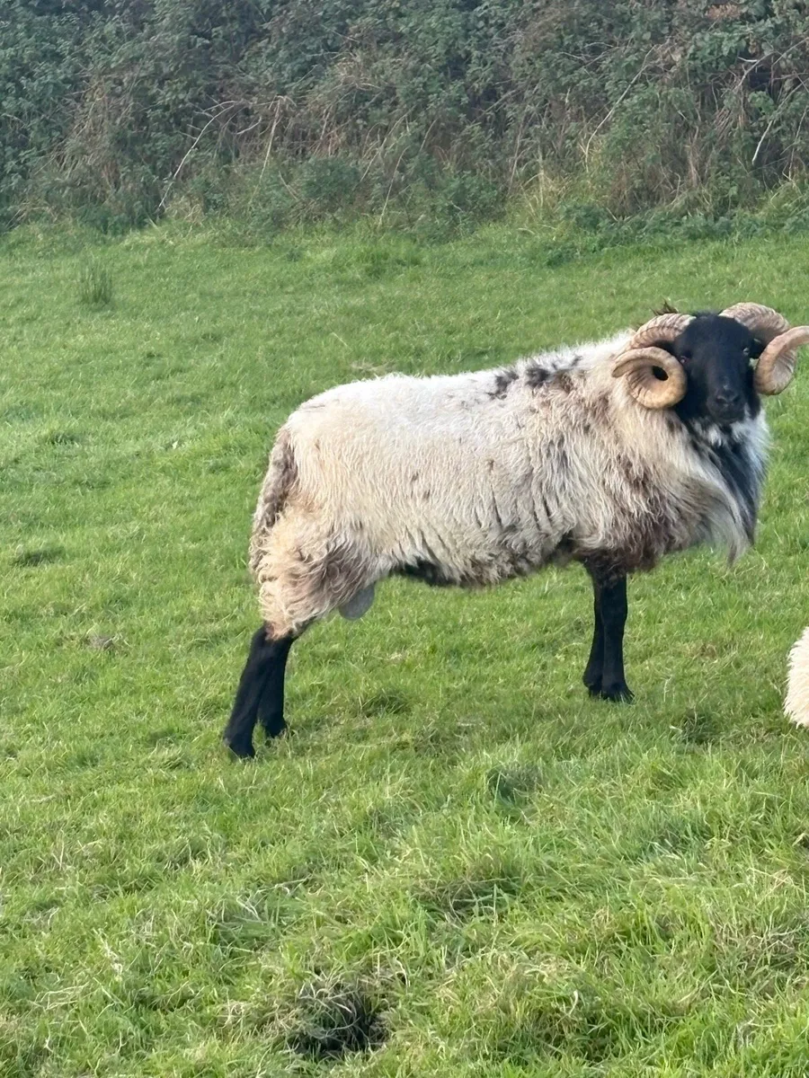 Hog ram for sale - Image 3