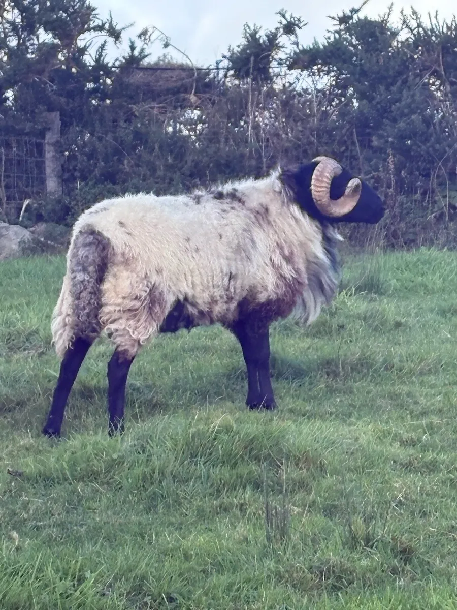 Hog ram for sale - Image 4