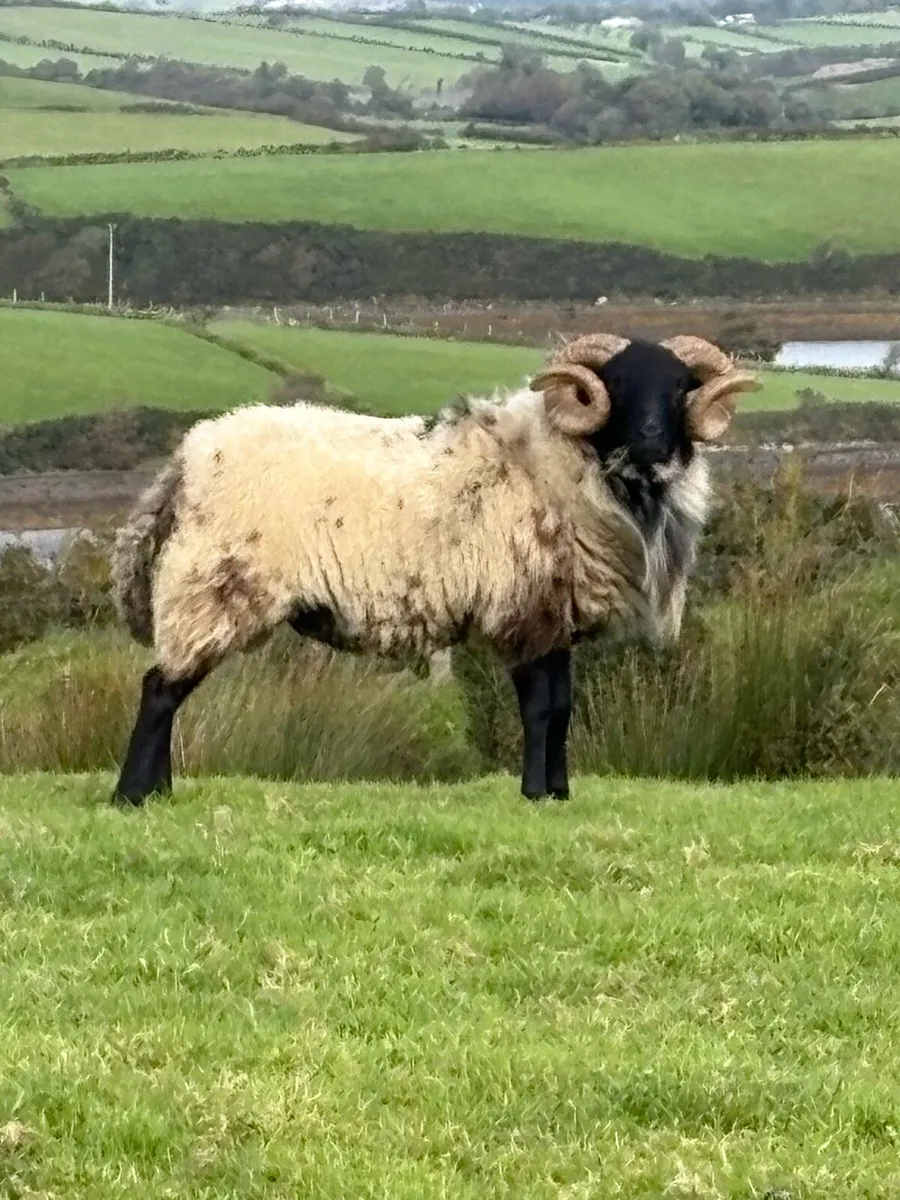 Hog ram for sale - Image 1