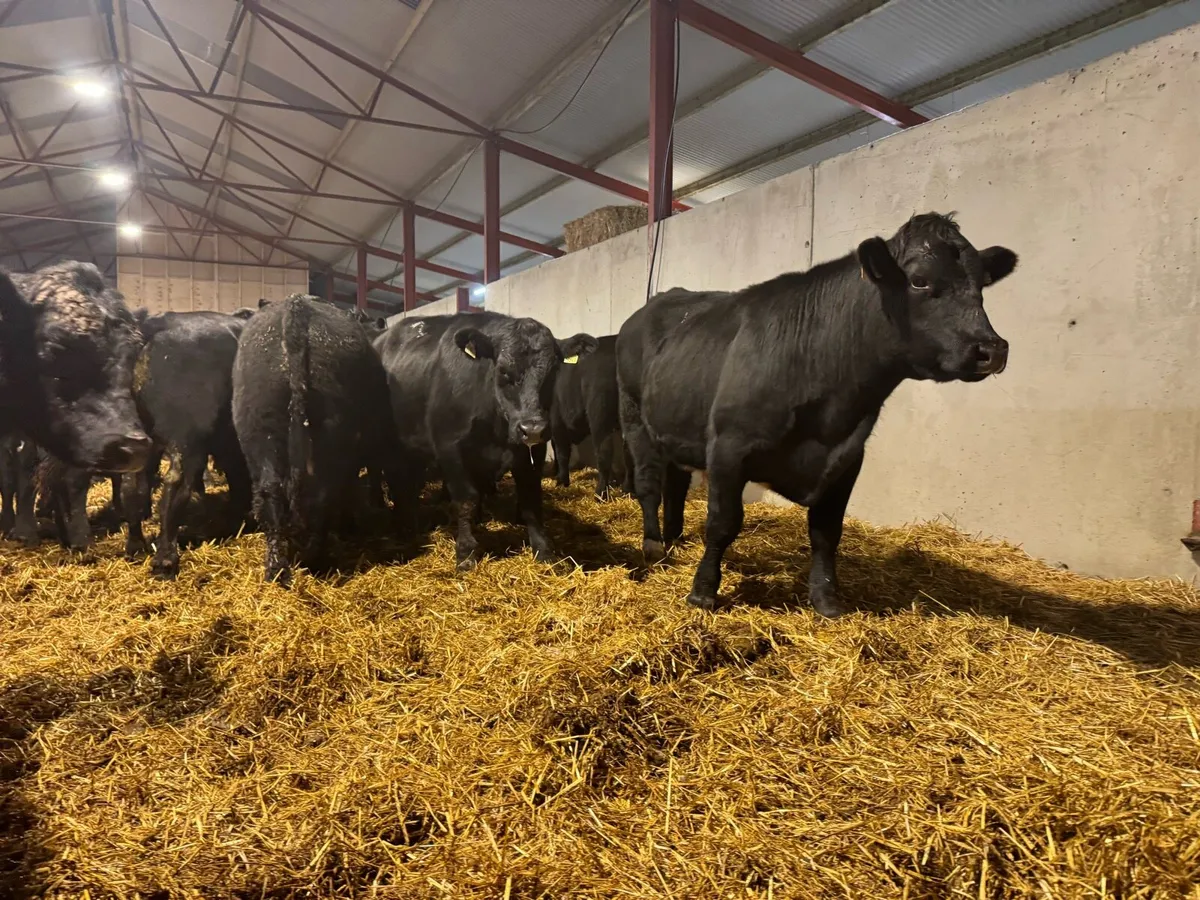 Aberdeen Angus Bullocks - Image 1