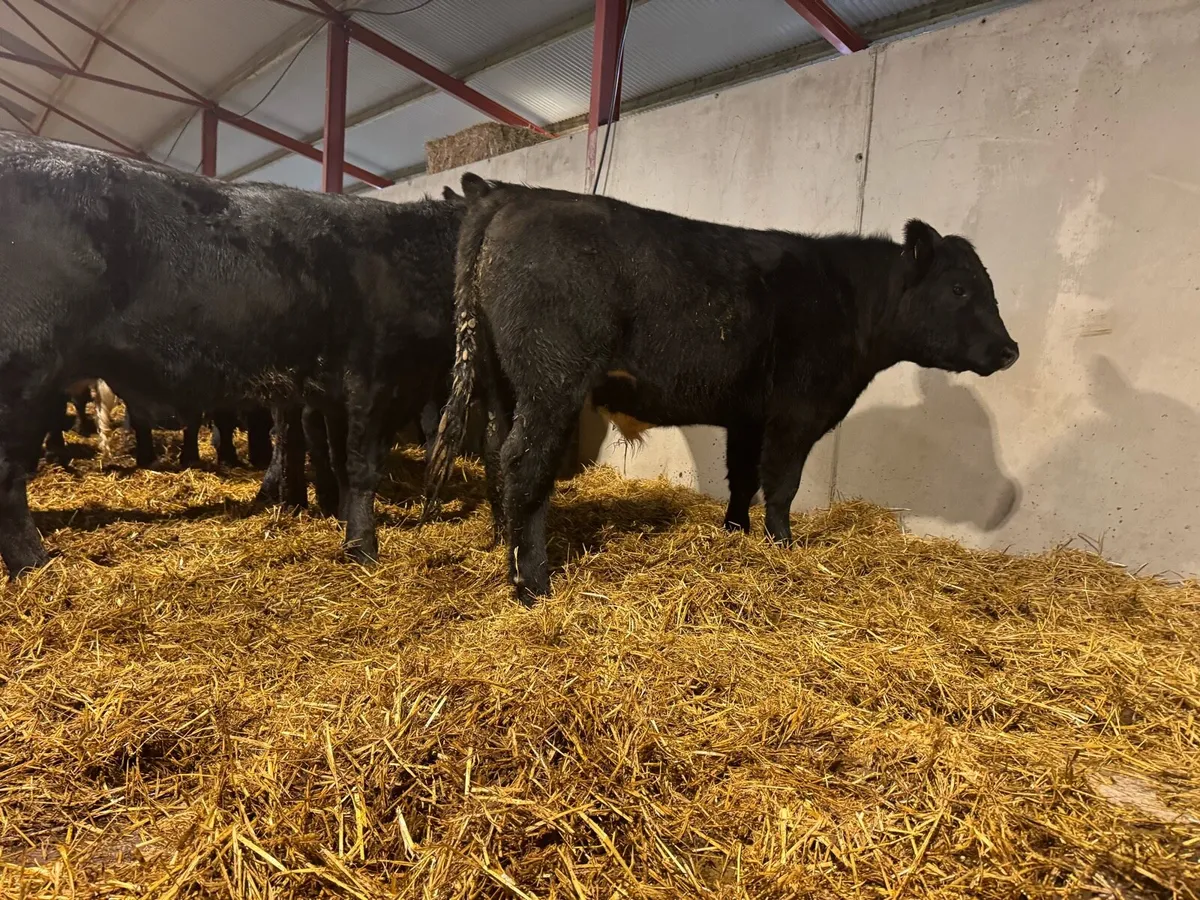 Aberdeen Angus Bullocks - Image 2