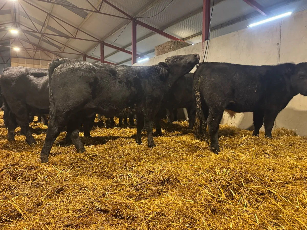 Aberdeen Angus Bullocks - Image 3