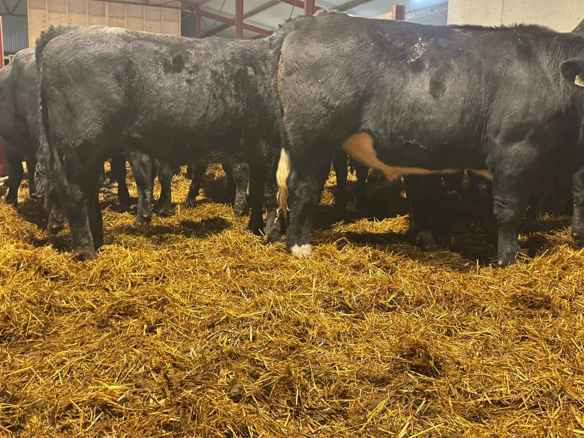 Aberdeen Angus Bullocks - Image 4