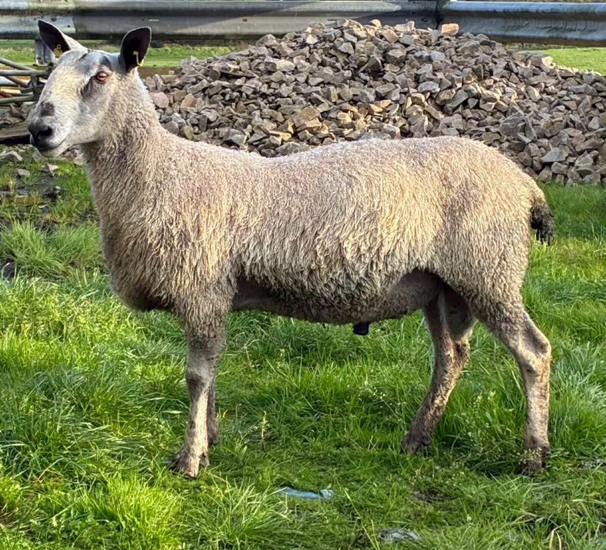 Rams for sale - Image 2