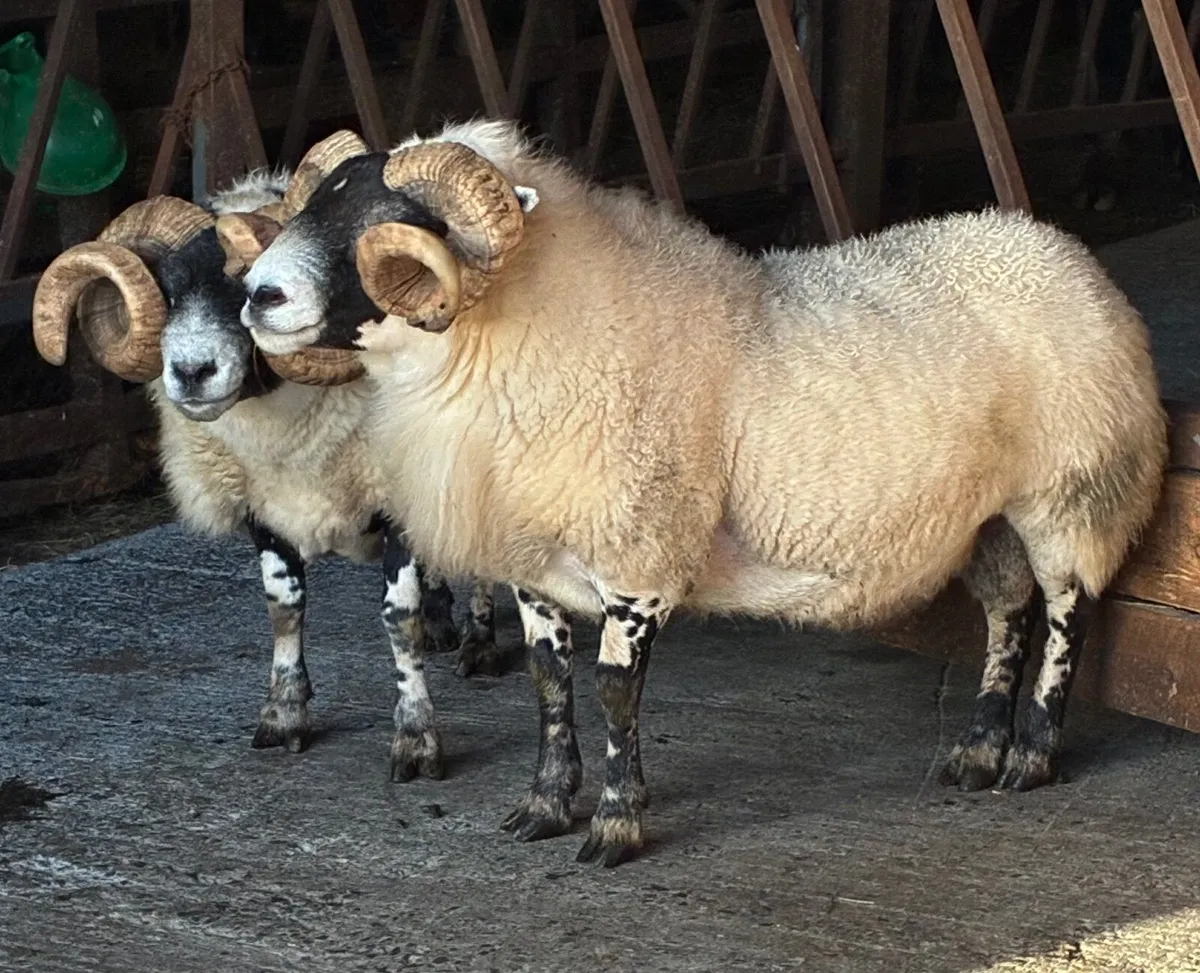 Rams for sale - Image 3