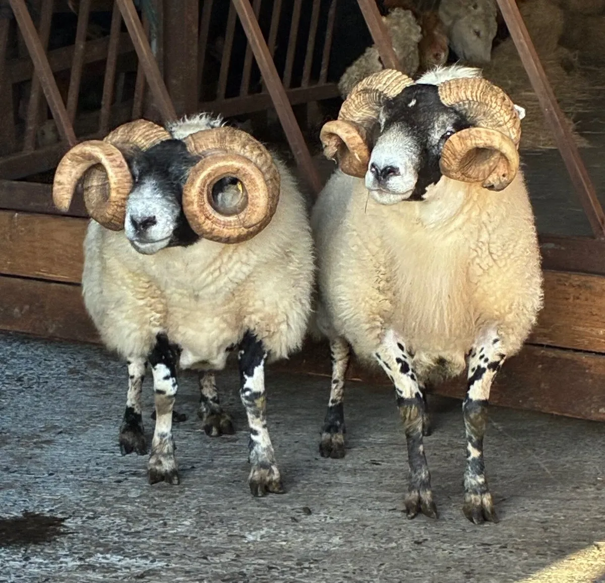 Rams for sale - Image 4