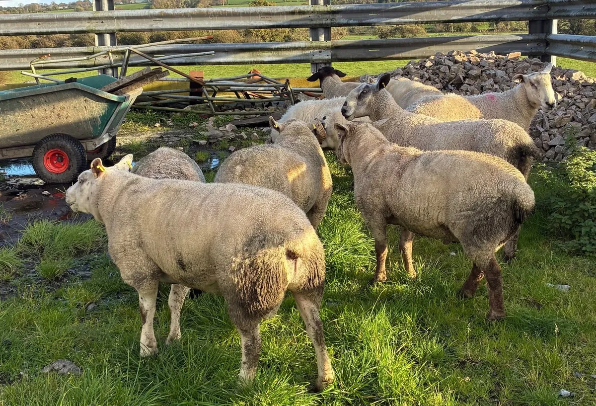 Rams for sale - Image 1