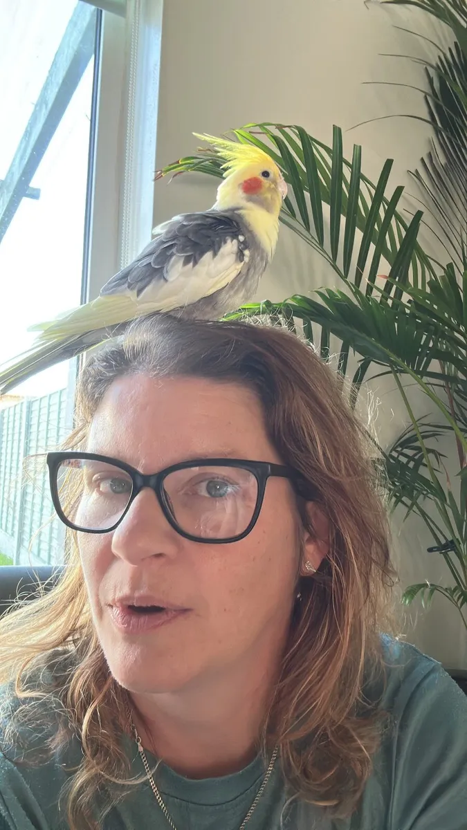 Hand reared cockatiel - Image 3