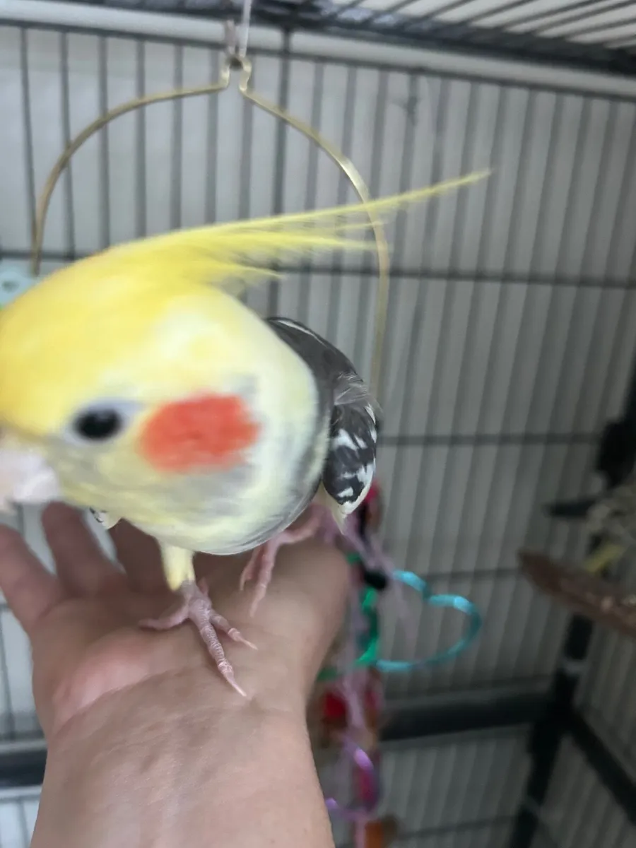 Hand reared cockatiel - Image 1