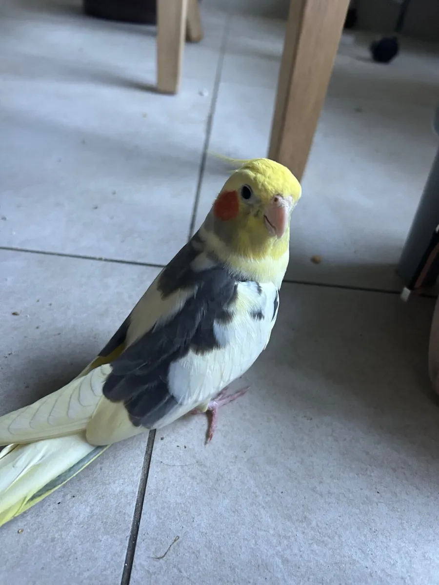 Hand reared cockatiel - Image 4