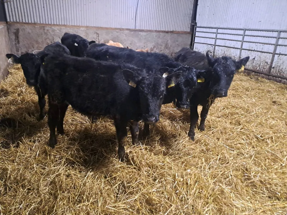 6 Angus bull weanlings 170kgs - Image 2