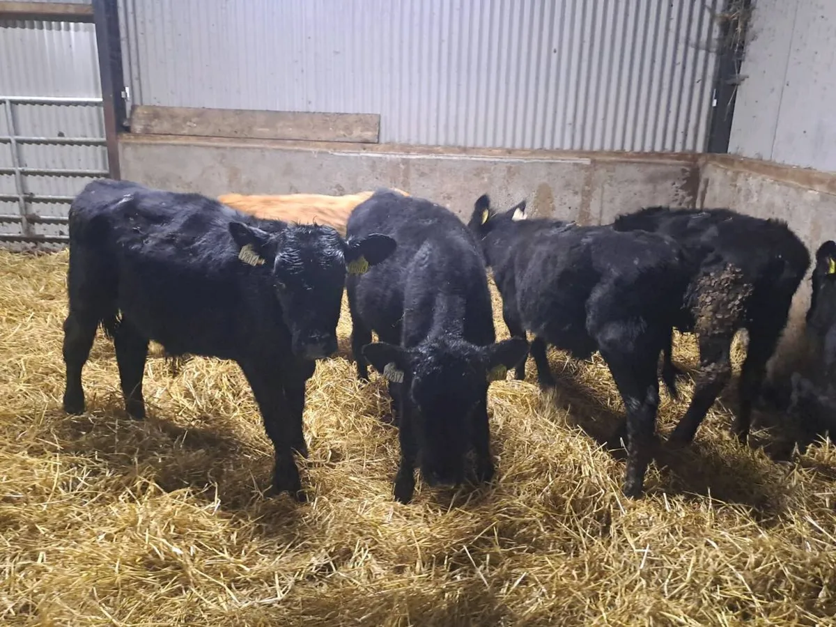 6 Angus bull weanlings 170kgs - Image 3