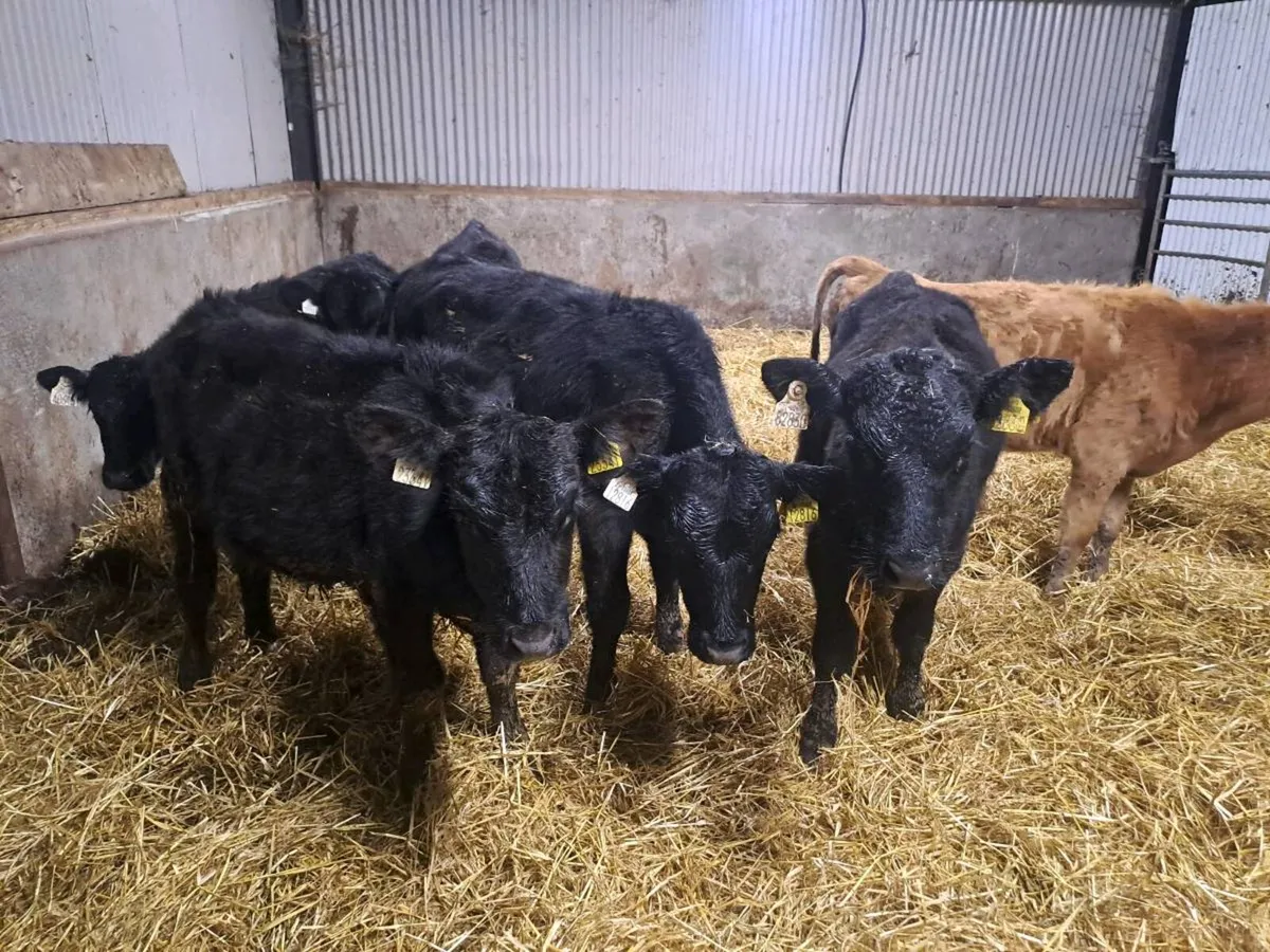 6 Angus bull weanlings 170kgs - Image 4