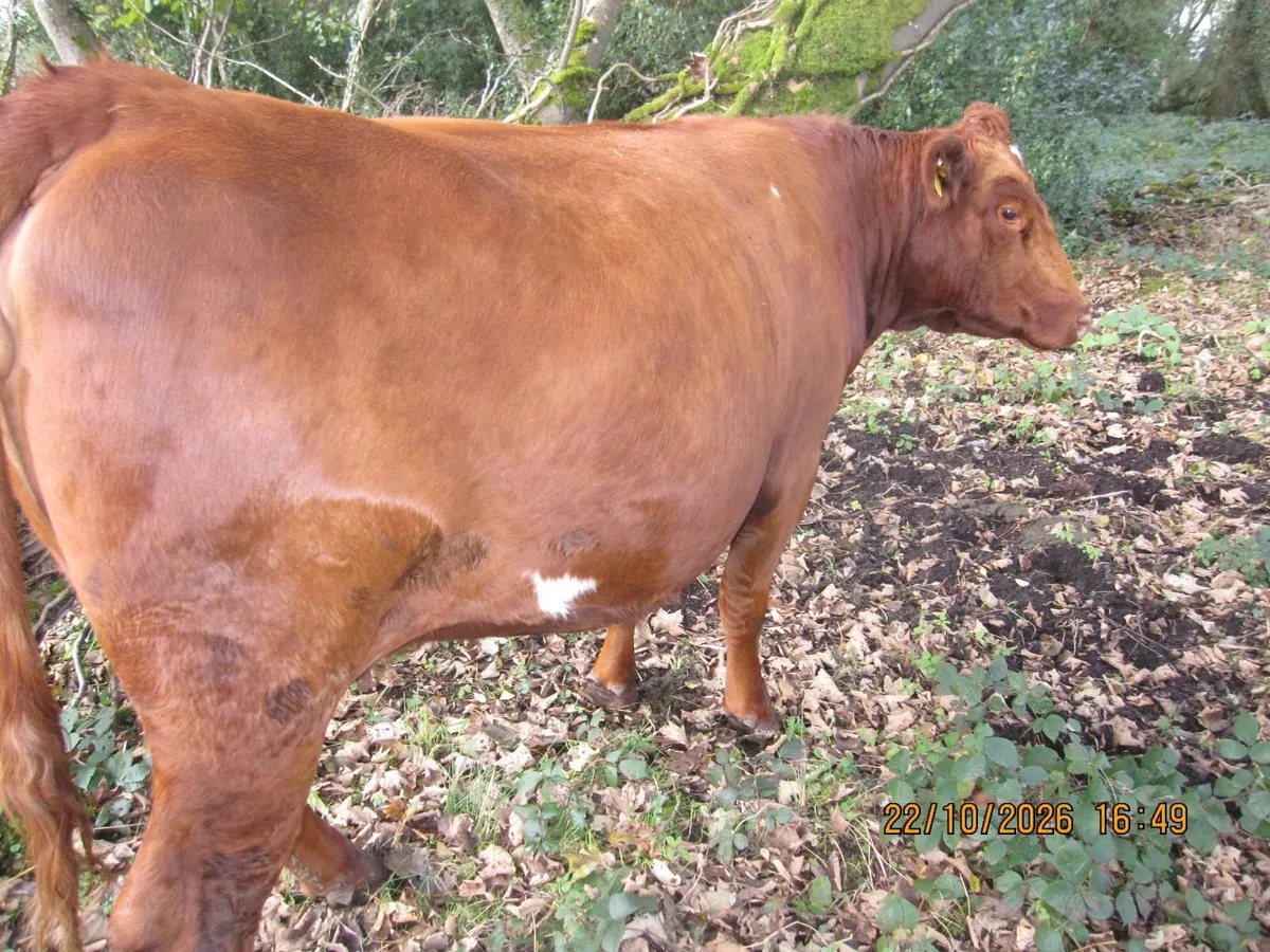 Springer heifers - Image 3
