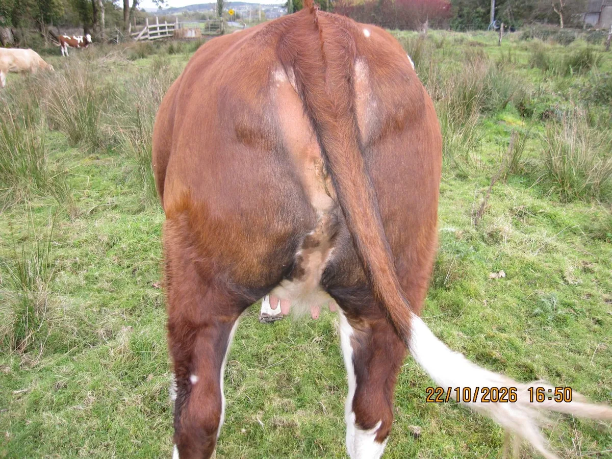 Springer heifers - Image 4