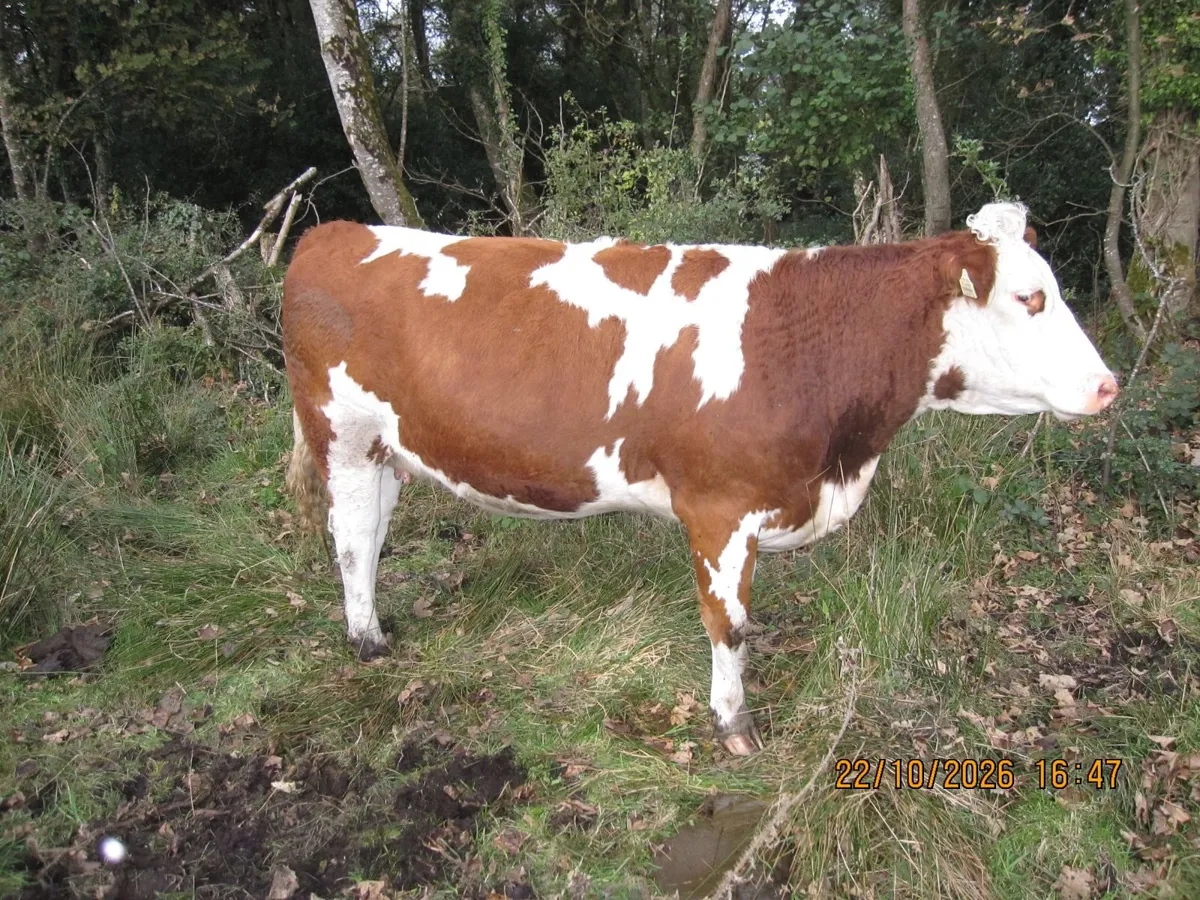 Springer heifers - Image 1
