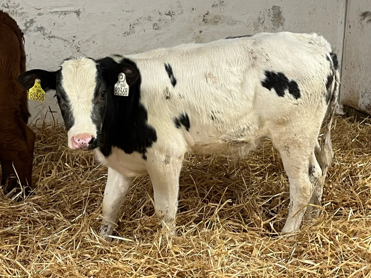 Serious Continental Bull Calves - Image 4