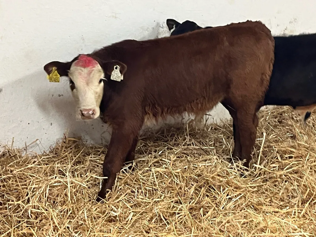 Serious Continental Bull Calves - Image 2