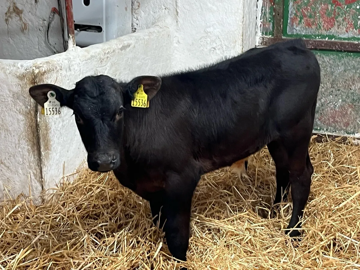 Serious Continental Bull Calves - Image 3