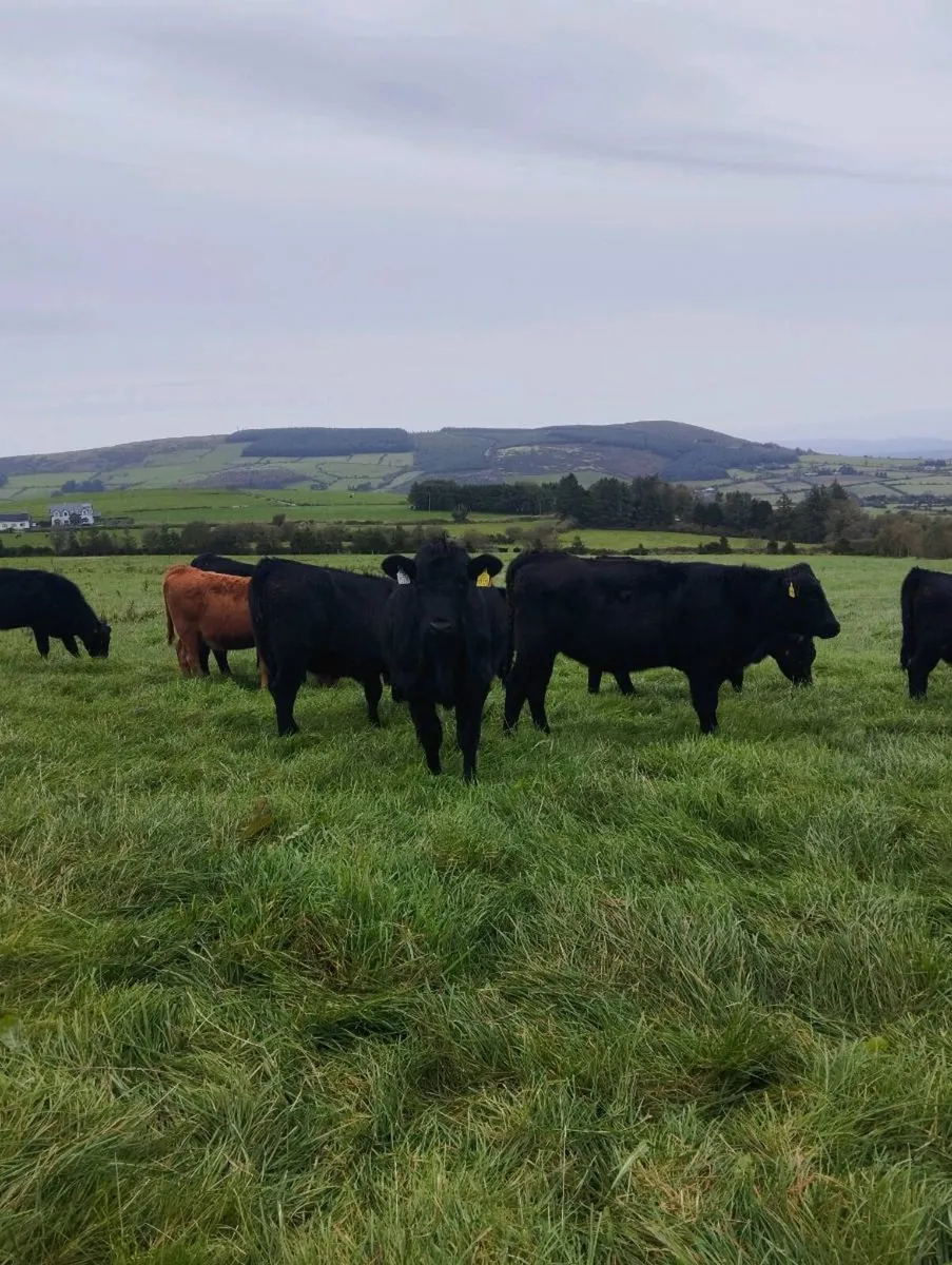 23 Angus Weanling heifers. - Image 3