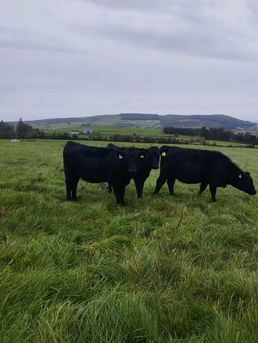 23 Angus Weanling heifers. - Image 4