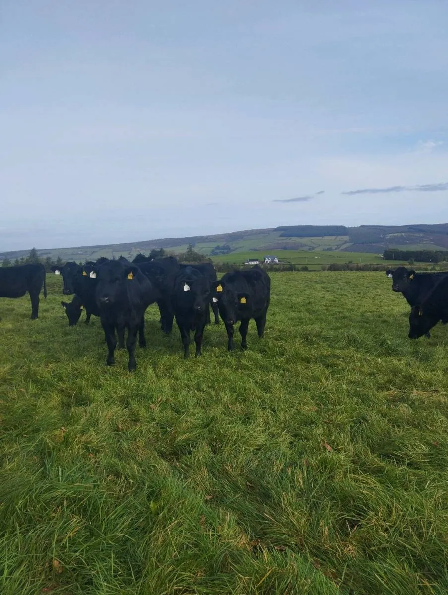 23 Angus Weanling heifers. - Image 2
