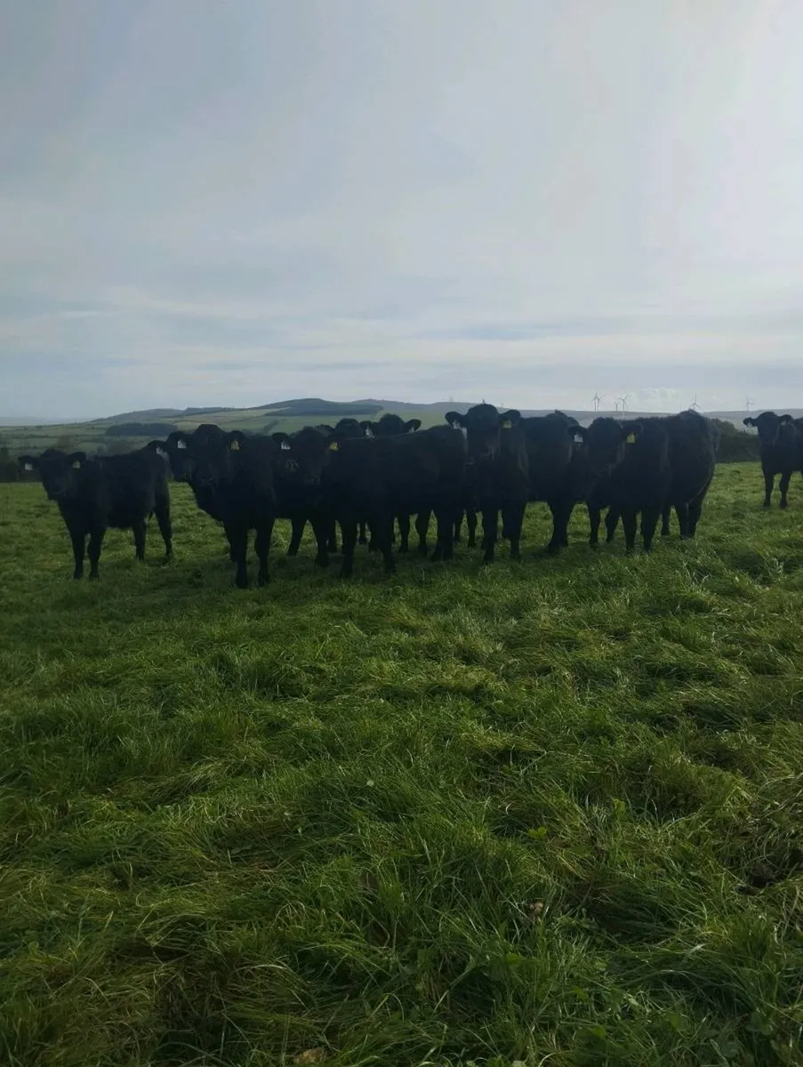 23 Angus Weanling heifers. - Image 1