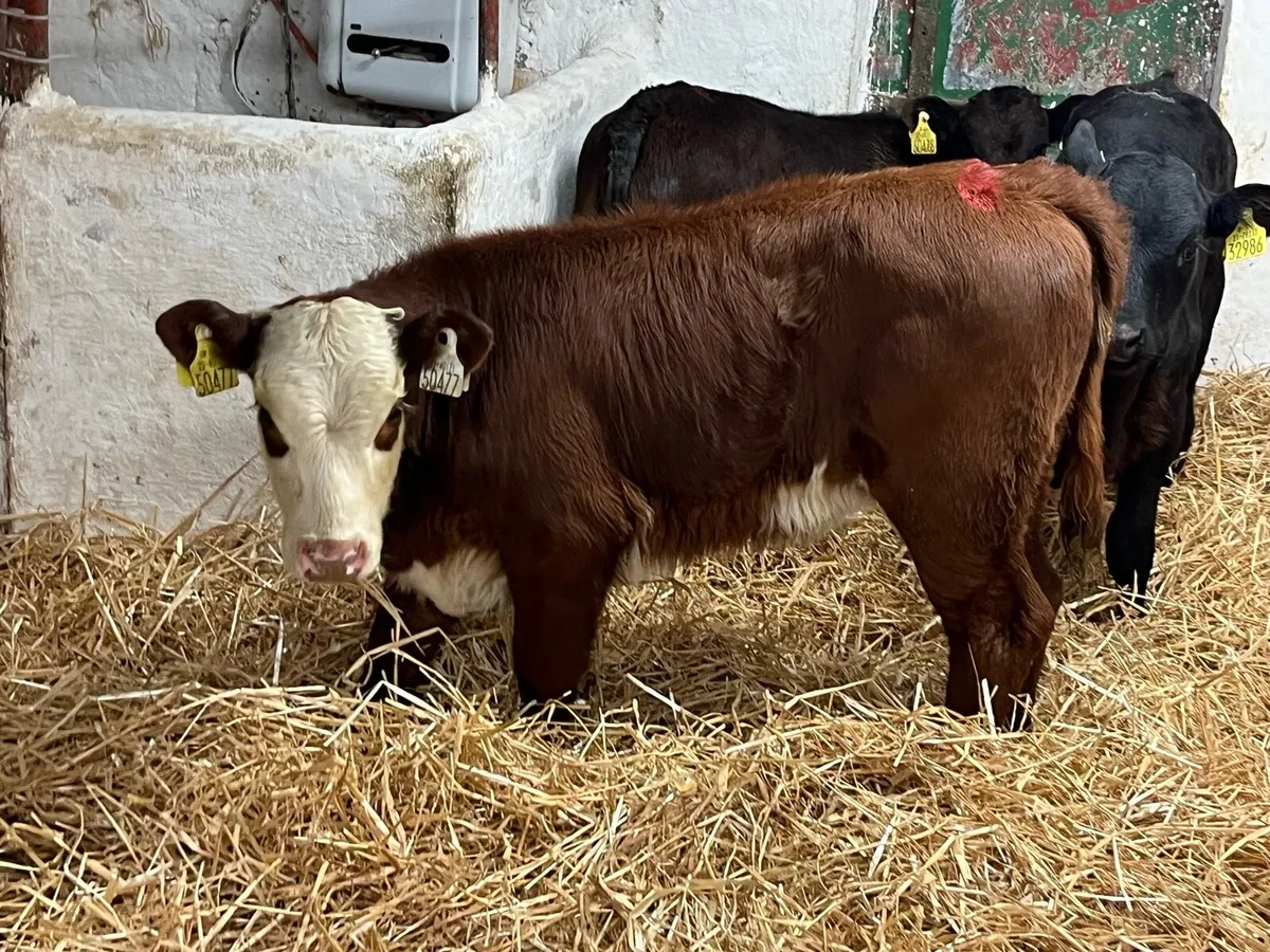 Super Saler Heifer Calves - Image 3