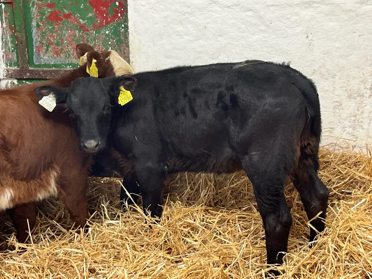 Super Saler Heifer Calves - Image 2