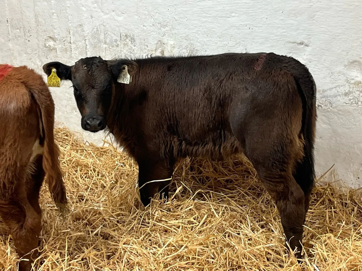 Super Saler Heifer Calves - Image 4