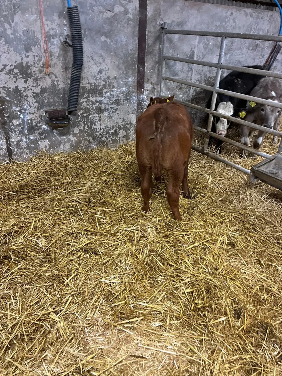 Roaned shorthorn heifer - Image 4