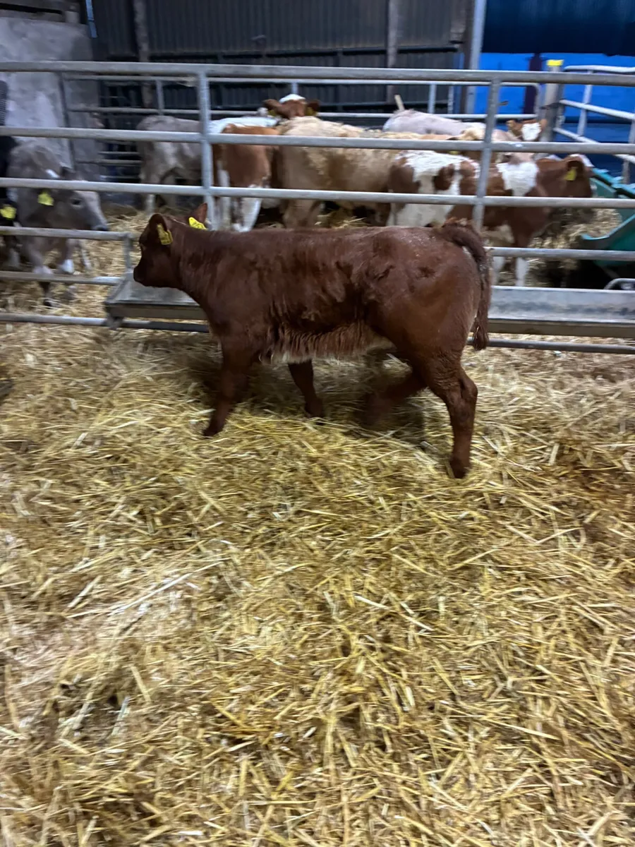 Roaned shorthorn heifer - Image 3