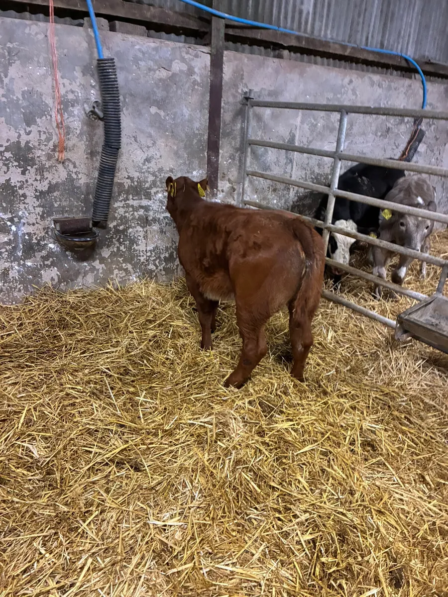 Roaned shorthorn heifer - Image 2