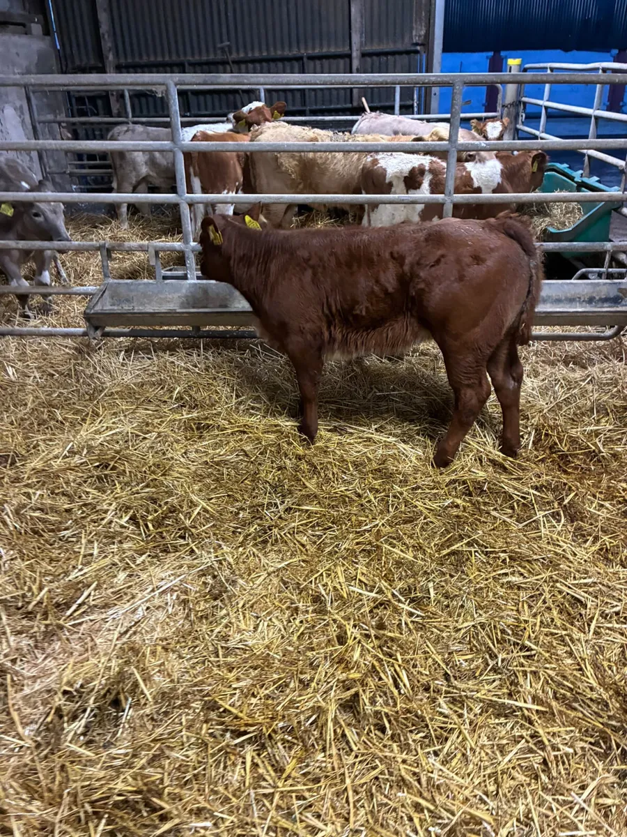 Roaned shorthorn heifer - Image 1
