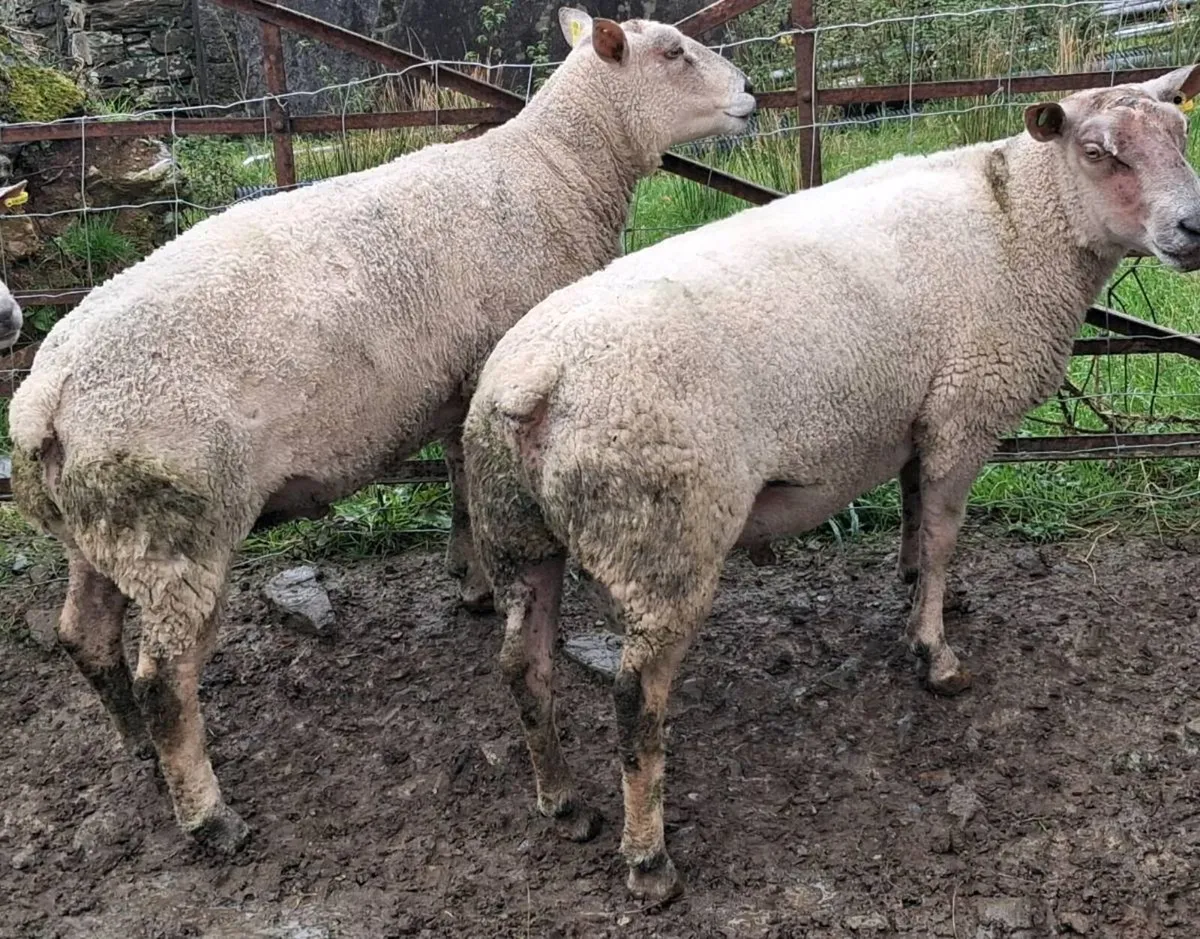 Charlaois Rams - Image 1