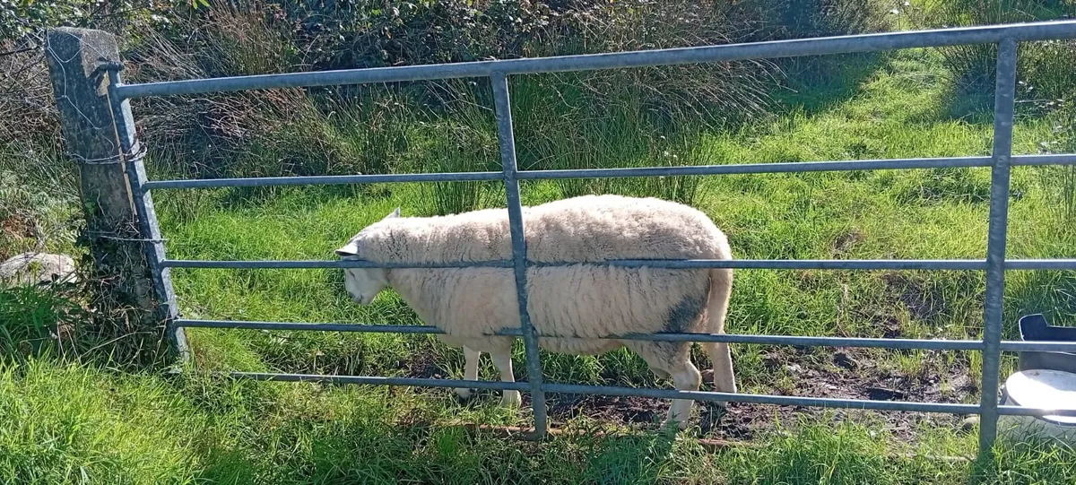 Cheviot ram - Image 4