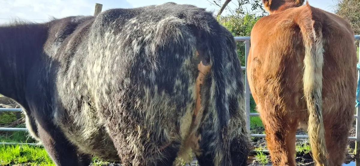 Roan Shorthorn Springers 5* - Image 4