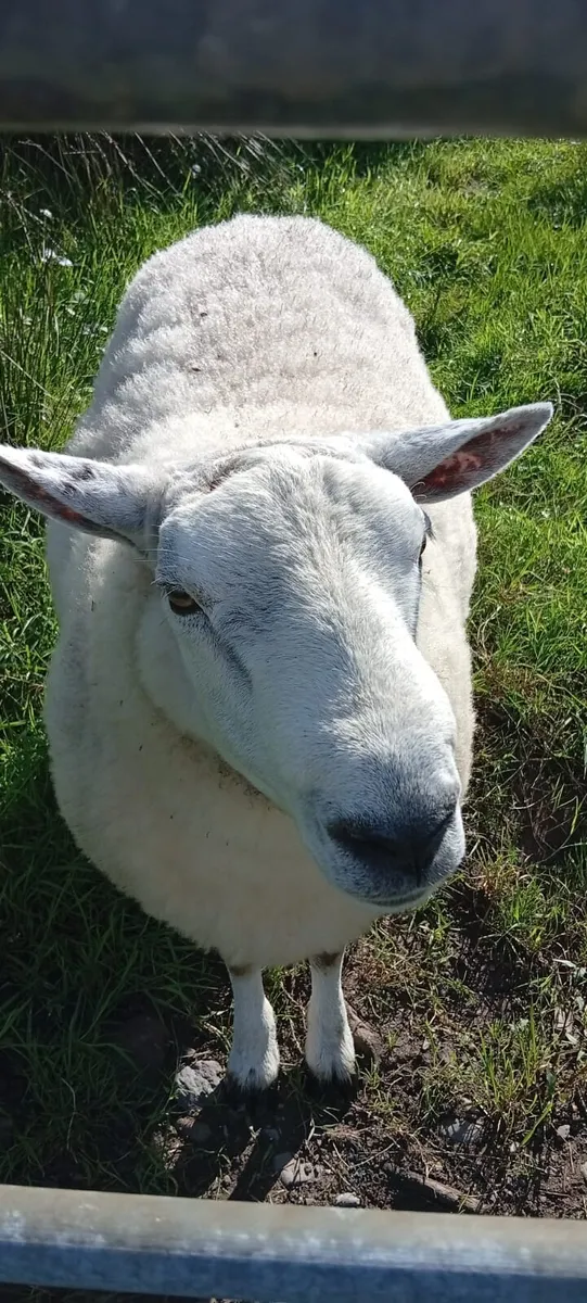 Cheviot ram - Image 1