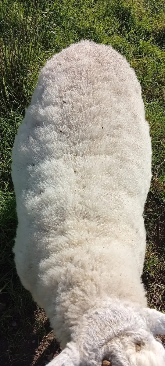 Cheviot ram - Image 2