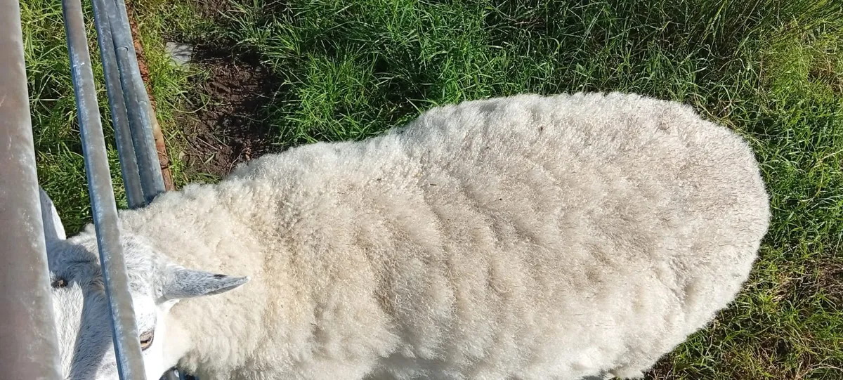 Cheviot ram - Image 3