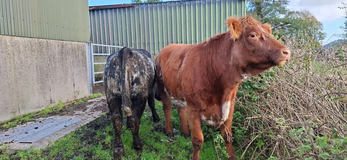 Roan Shorthorn Springers 5* - Image 2