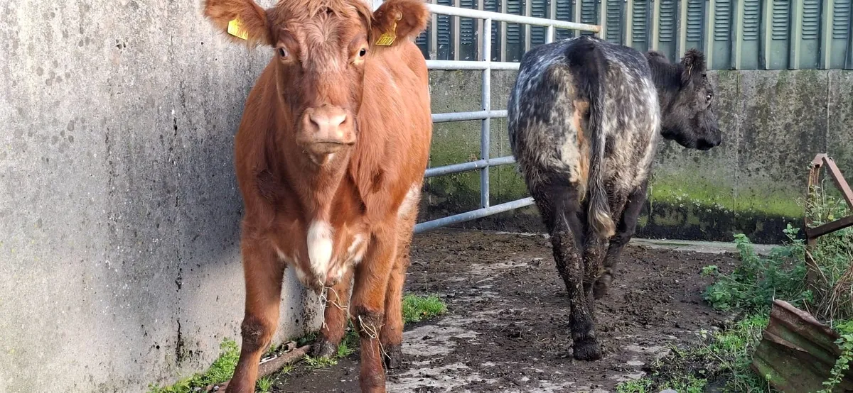 Roan Shorthorn Springers 5* - Image 3