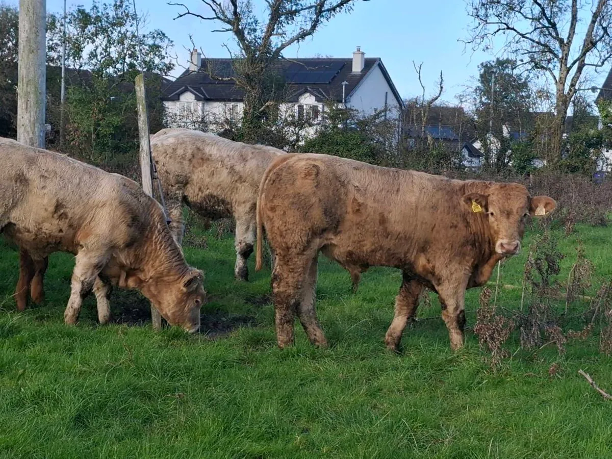 18 Smashing Charlaois bull Weanlings 340kgs - Image 1