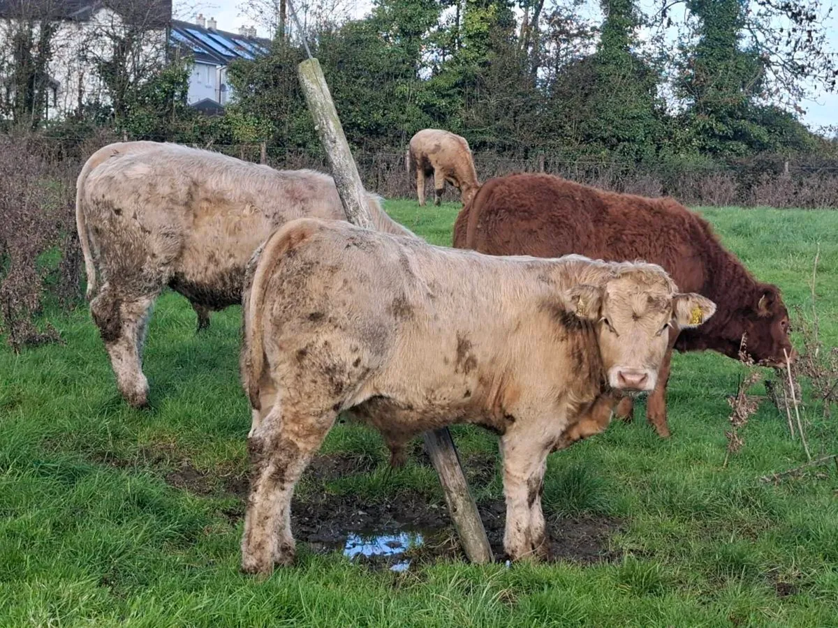 18 Smashing Charlaois bull Weanlings 340kgs - Image 2