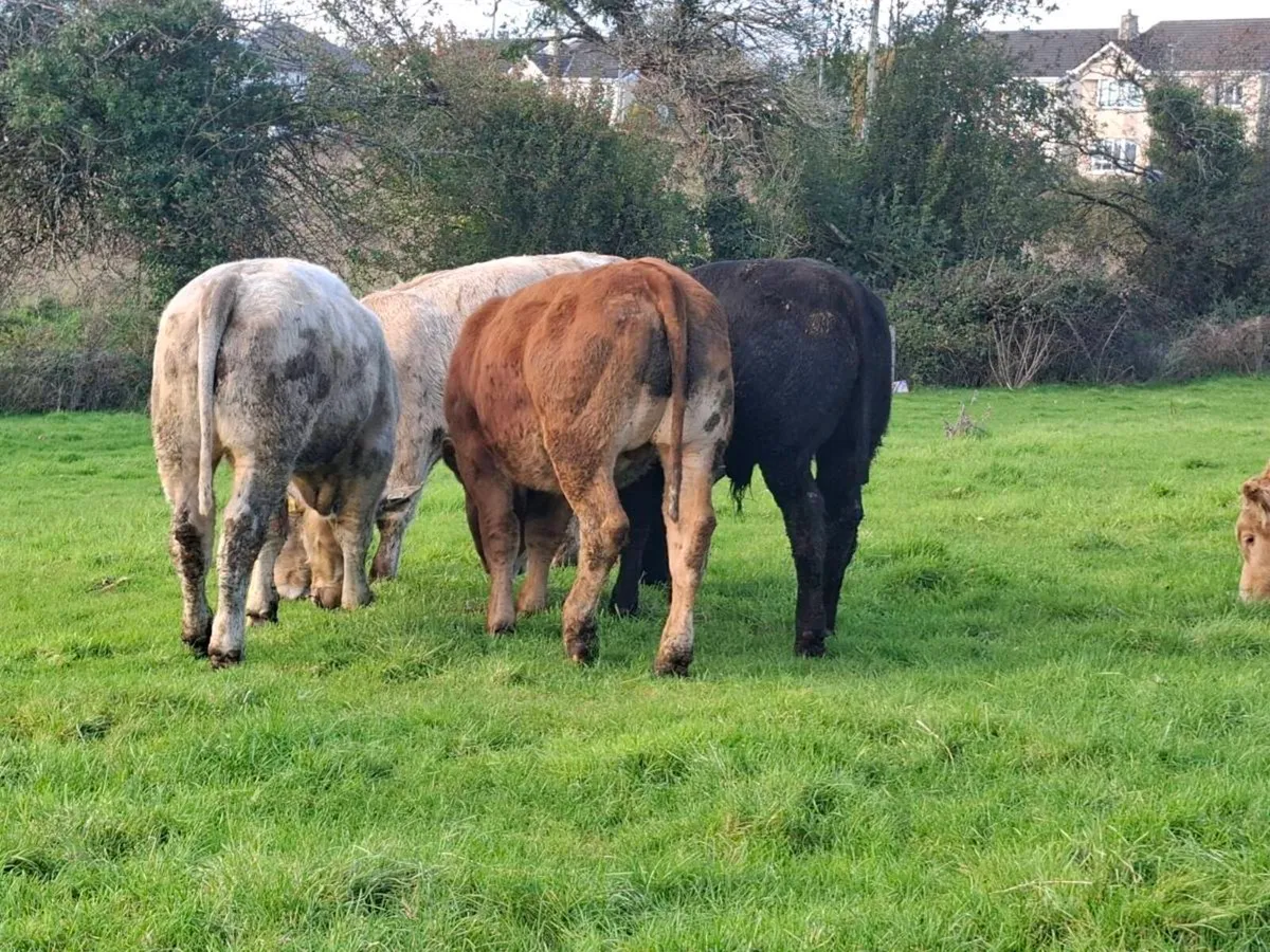 18 Smashing Charlaois bull Weanlings 340kgs - Image 3