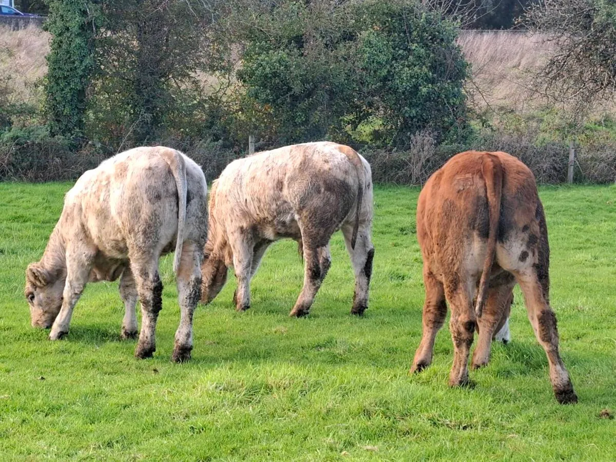 18 Smashing Charlaois bull Weanlings 340kgs - Image 4