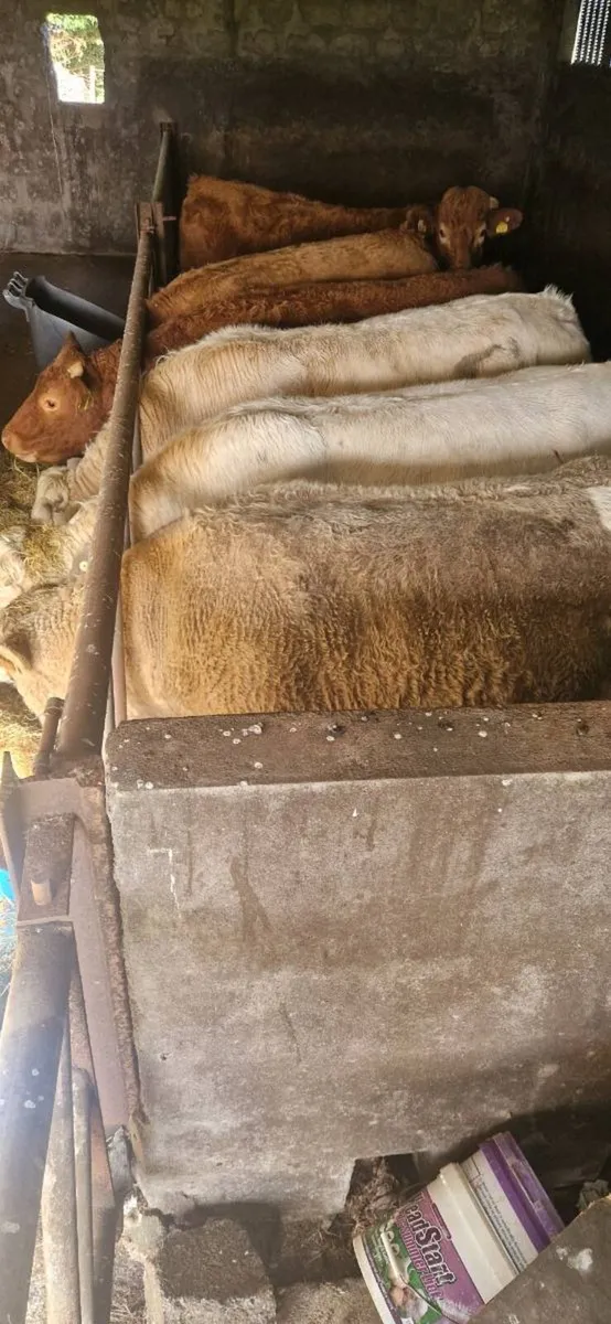 Cattle - Image 2