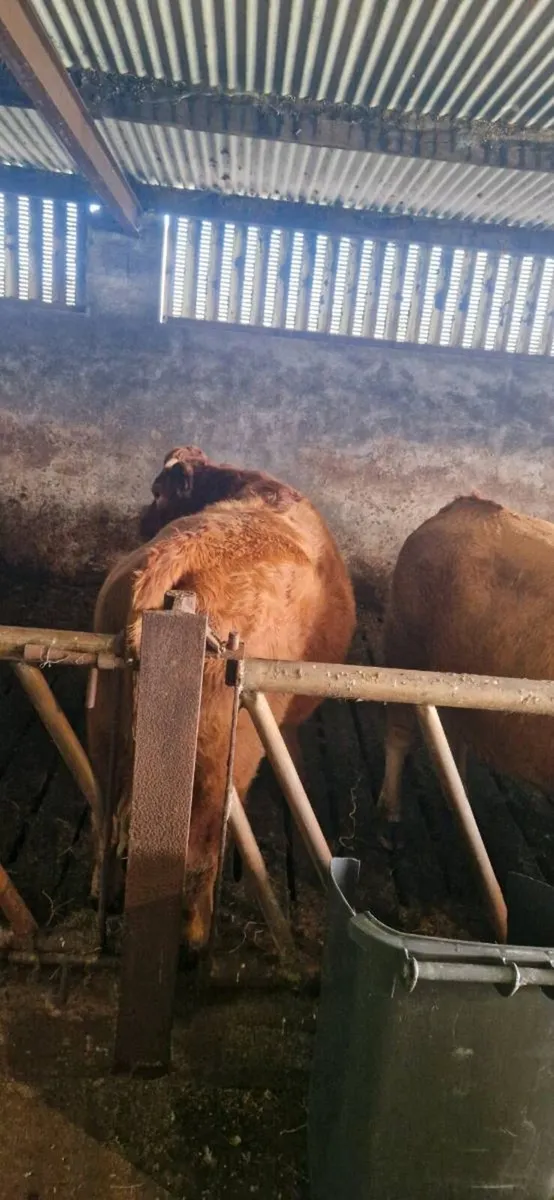 Cattle - Image 3